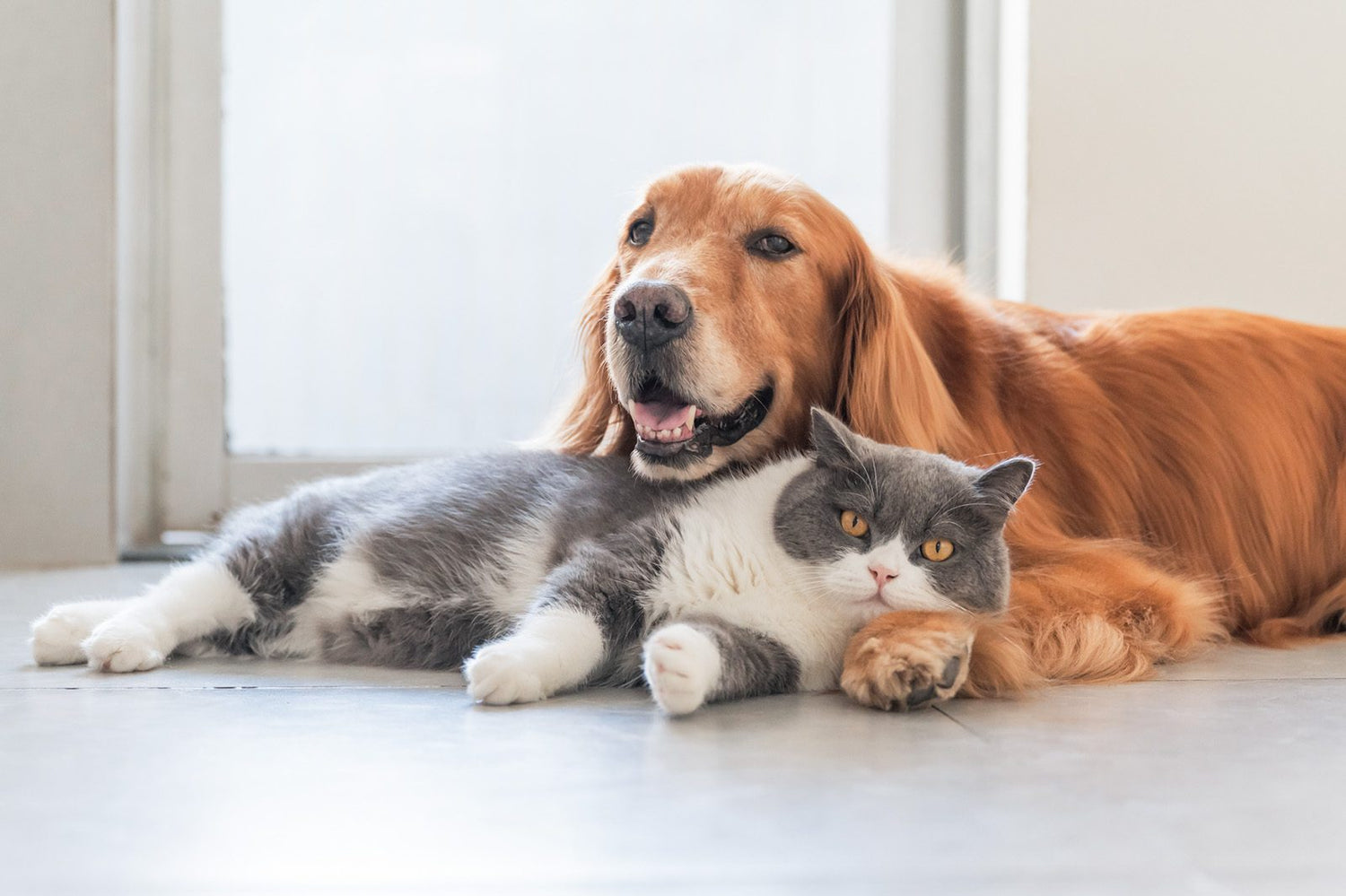 Pet Essentials