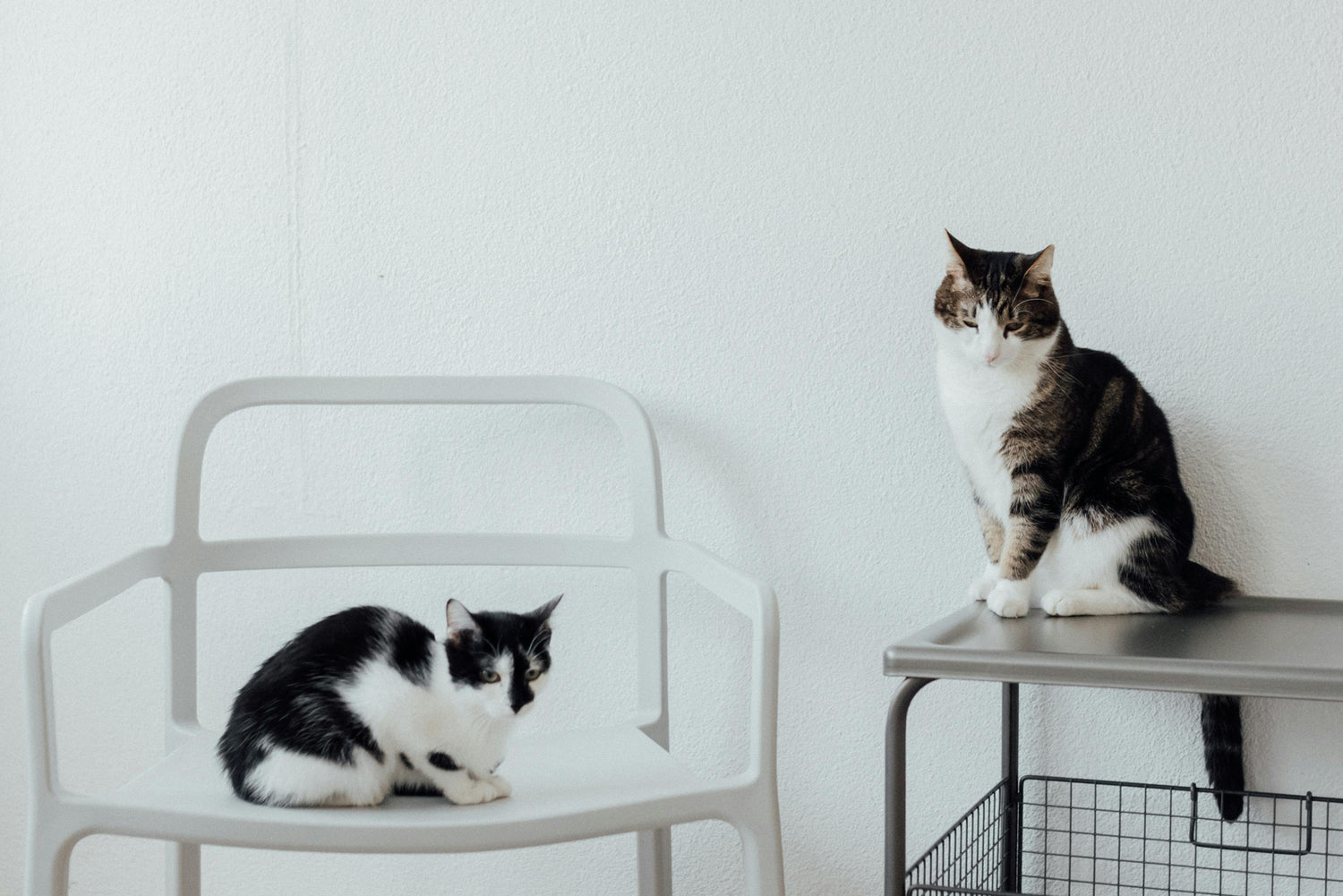 Cats