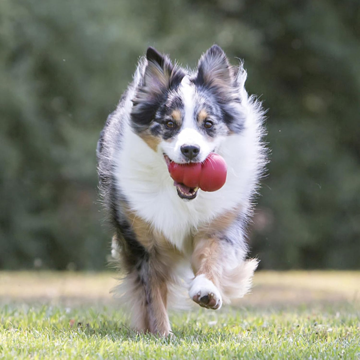 KONG Classic Stuffable Dog Toy, For Medium Dogs
Treat-Fillable Hollow Interior, Erratic Bounce for Extended Play, Durable Natural Red Rubber, for Average Chewers
